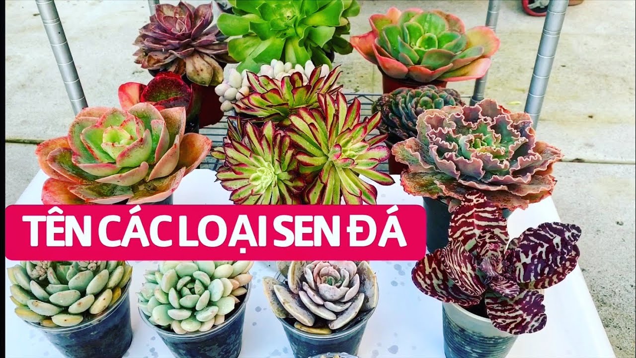 #80 TÊN CÁC LOẠI SEN ĐÁ | Names Of Succulents | Cuộc Sống Mỹ