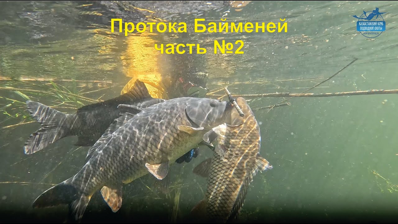 Прибалхашье, протока Байменей, рыбалка и подводная охота    часть 2