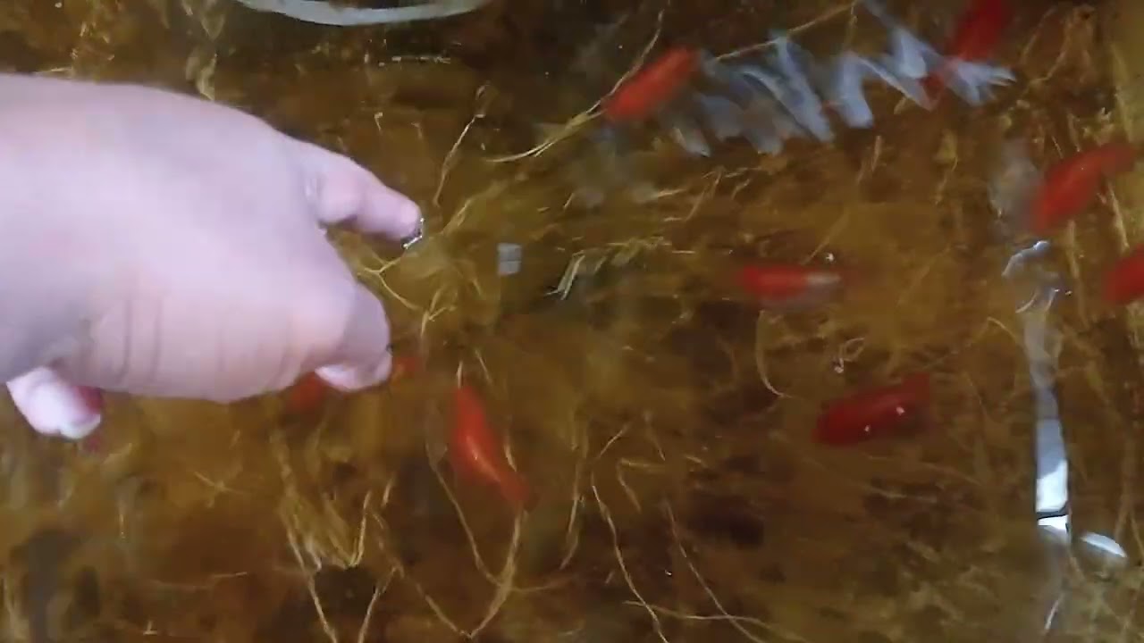 ikan koki rancu buffalo bahan