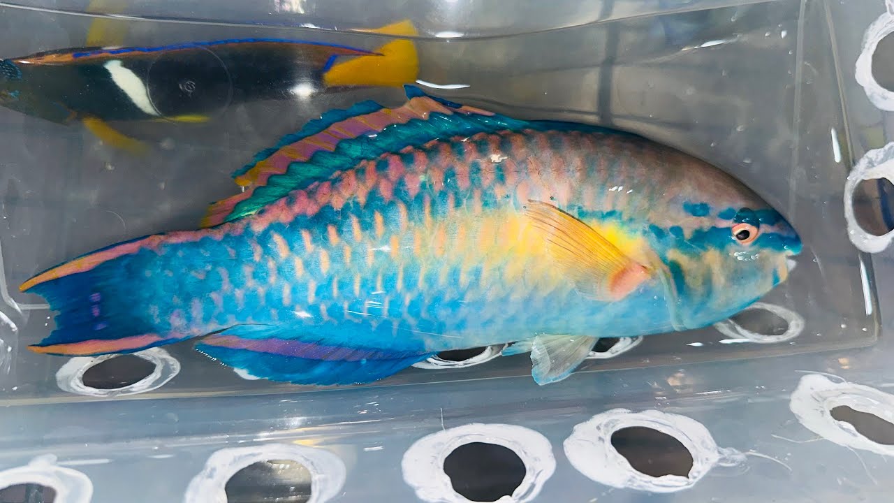 “SUPER DUPER” Jumbo 9” Princess Parrotfish!