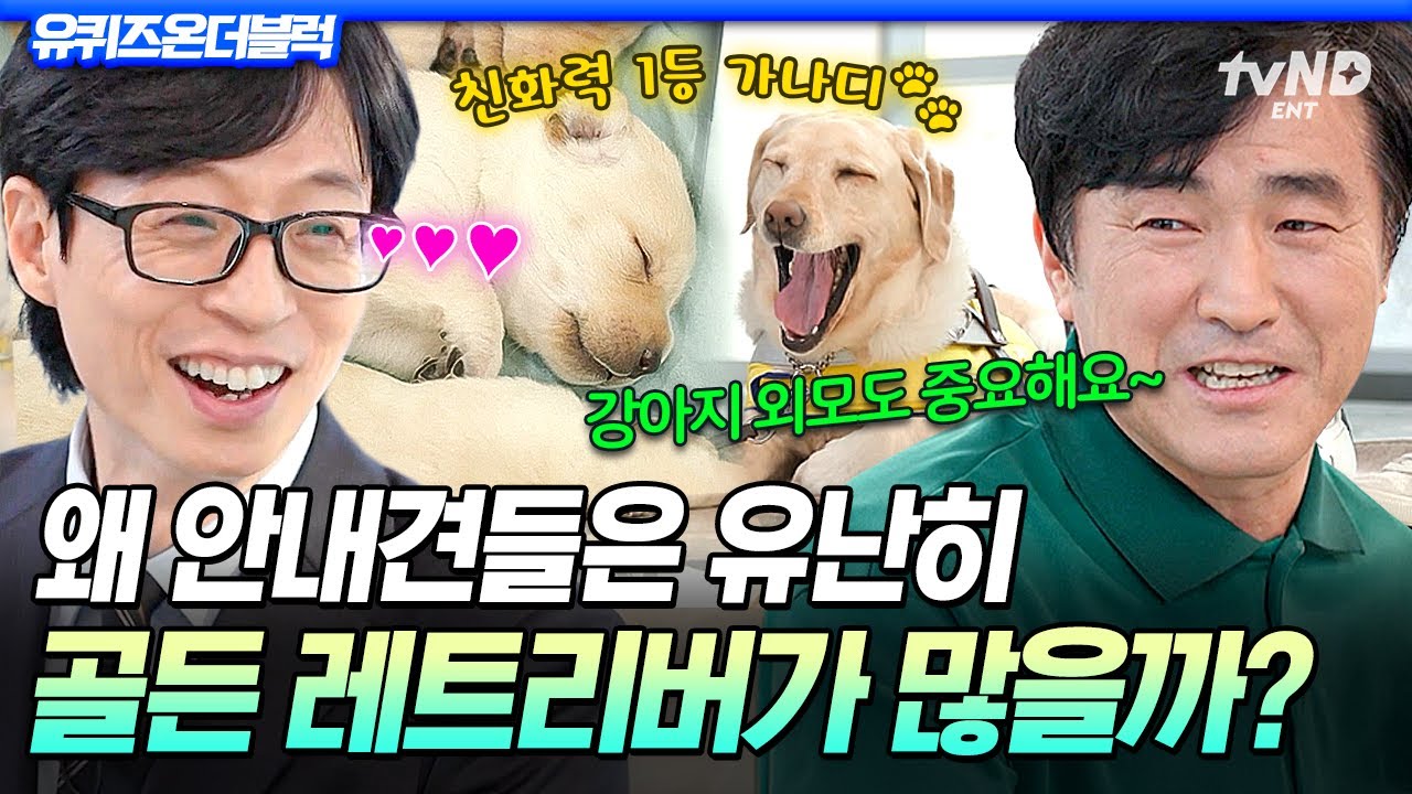 [#유퀴즈온더블럭] 왕 크니까 왕 귀엽다💝 친화력 갑 골든 레트리버들이 안내견 역할에 찰떡인 이유❗