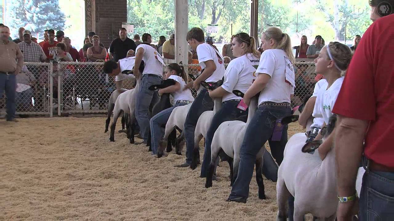 4H Sheep | Iowa State Fair 2013