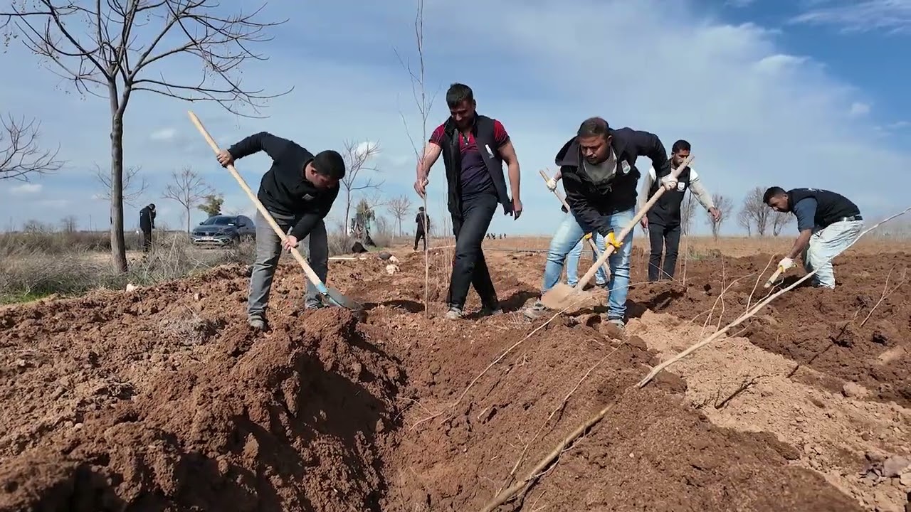 BÜYÜKŞEHİR BELEDİYESİ KENDİ ÜRETİYOR, 20 BİN ÇINAR ŞANLIURFA İÇİN HAZIRLANIYOR