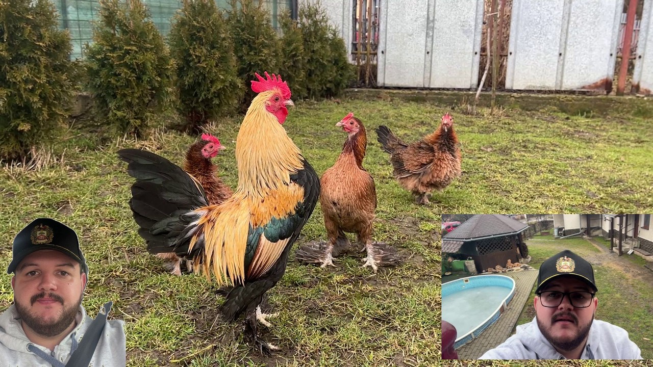 †🐔Hens-VLOGS :1233🚗🧑‍🌾