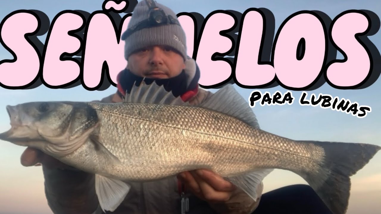 SEÑUELOS 🔝❄️para la LUBINA en INVIERNO