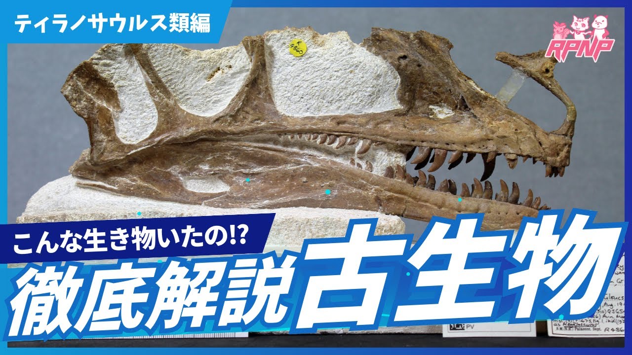 【古生物学】RPNP古生物学ニュース「2026年最新！ティラノサウルス類編」#恐竜 #化石 #解説
