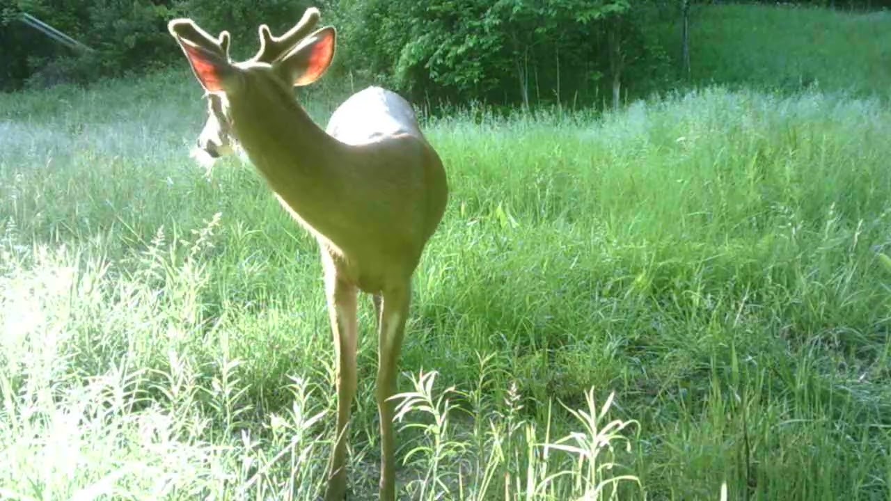 Old Glory Hunting Preserve