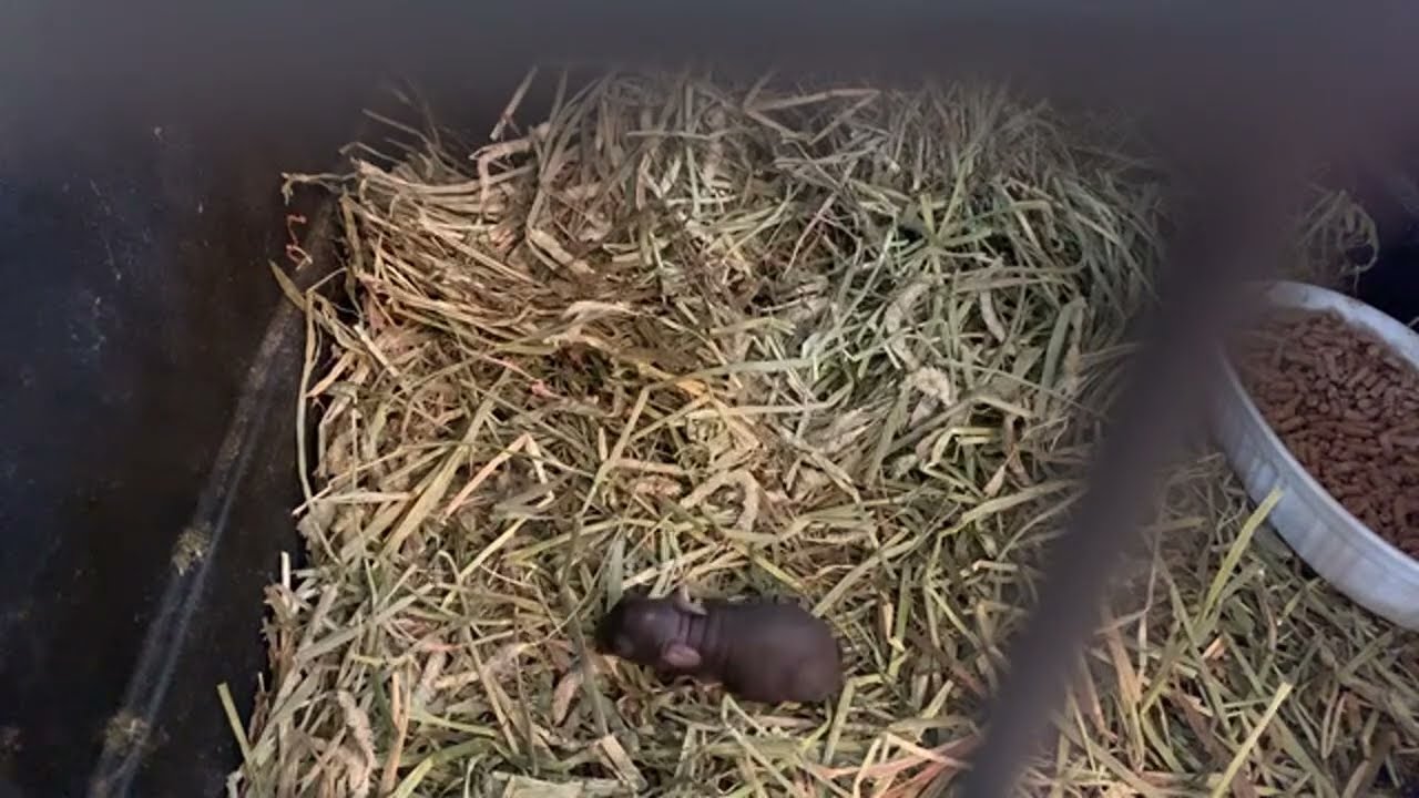 Mama Rabbit Taking Care Of Her Baby Bunnies!