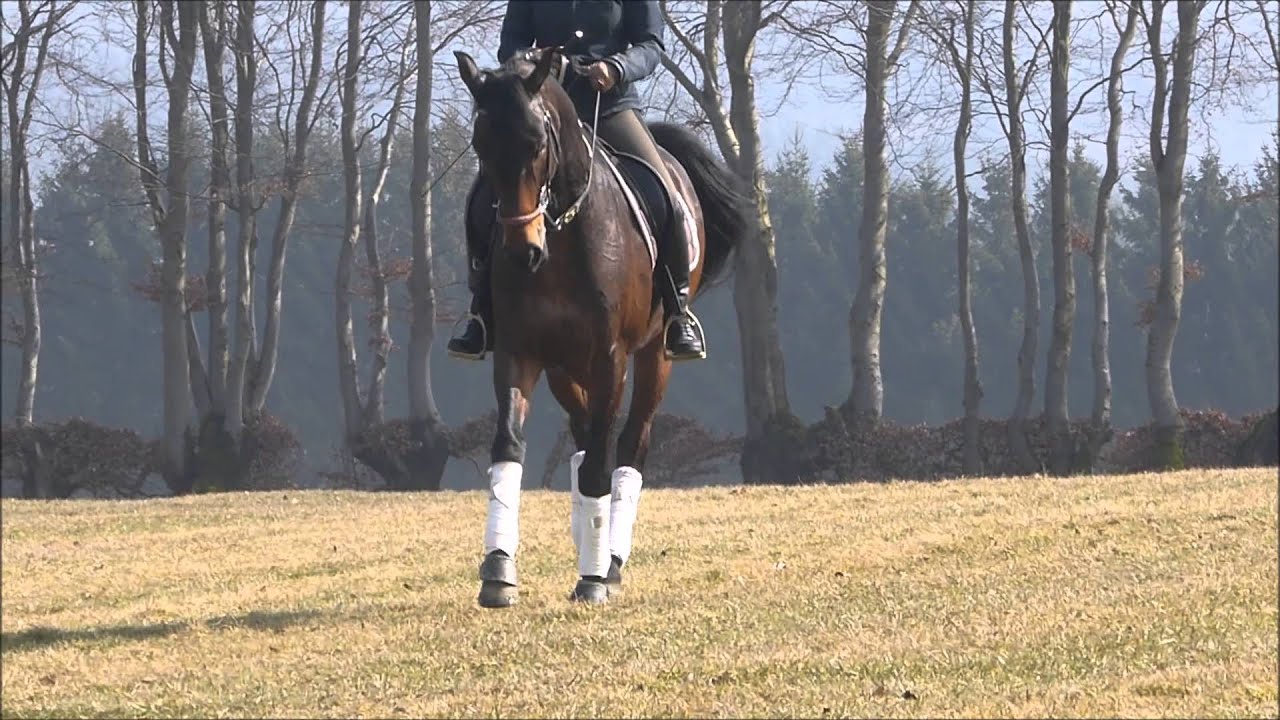 spring feelings with mistakes - Chico´s Boy X Rosenkavalier