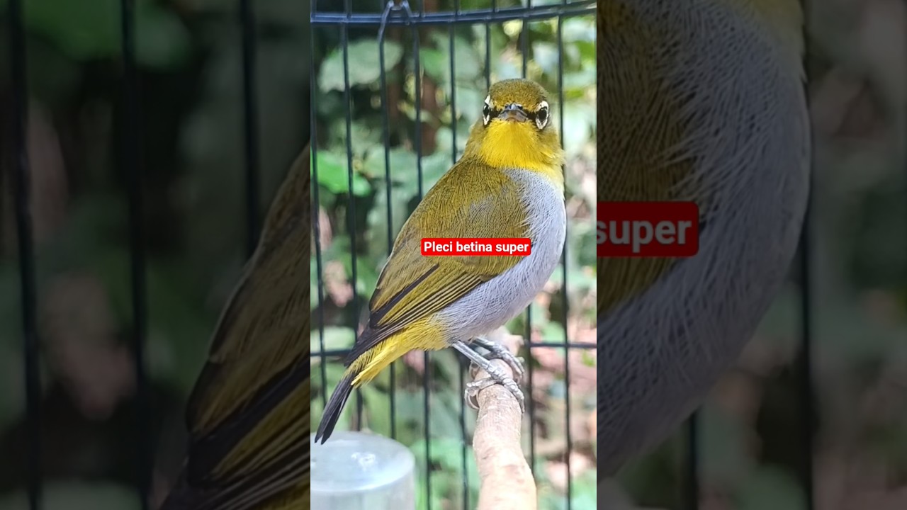 pleci betina memanggil jantan 