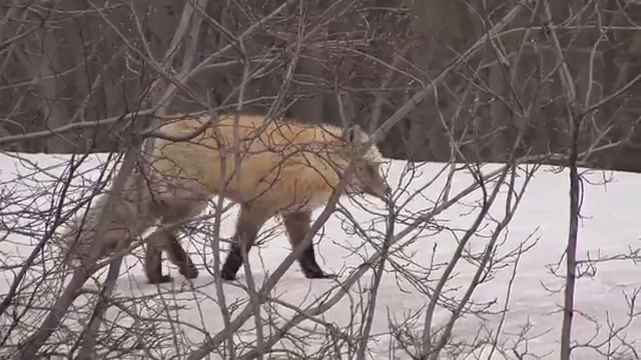 ГРАЙ (GRAI) - Зимняя сказка (The Winter's Tale)