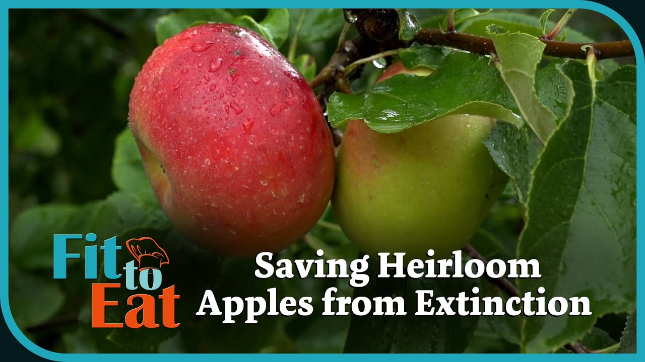 Saving Heirloom Apples from Extinction – Fit to Eat