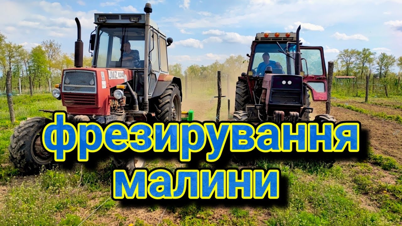 Фрезерування малини, догляд за малиною. ЮМЗ 8240 і ЛТЗ 60 грунтофреза Bomet. Ремонантна малина