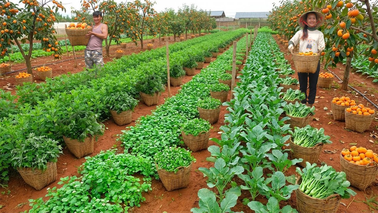 Relax With Harvesting: Choy Sum, Watercress Lettuce, Persimmons, Mugwort, Sweet Corn, Luffa...