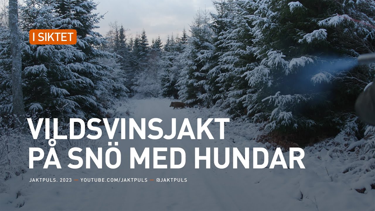 Vildsvinsjakt på snö med hundar