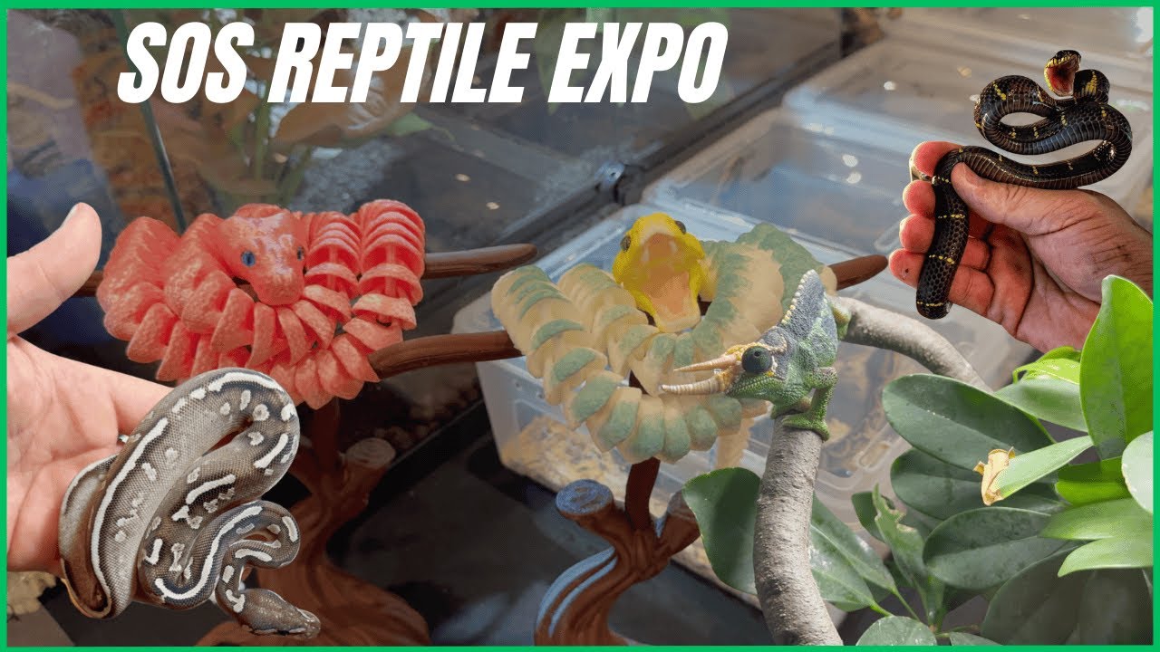 The LARGEST Reptile Expo In AFRICA - SOS Reptile Expo!