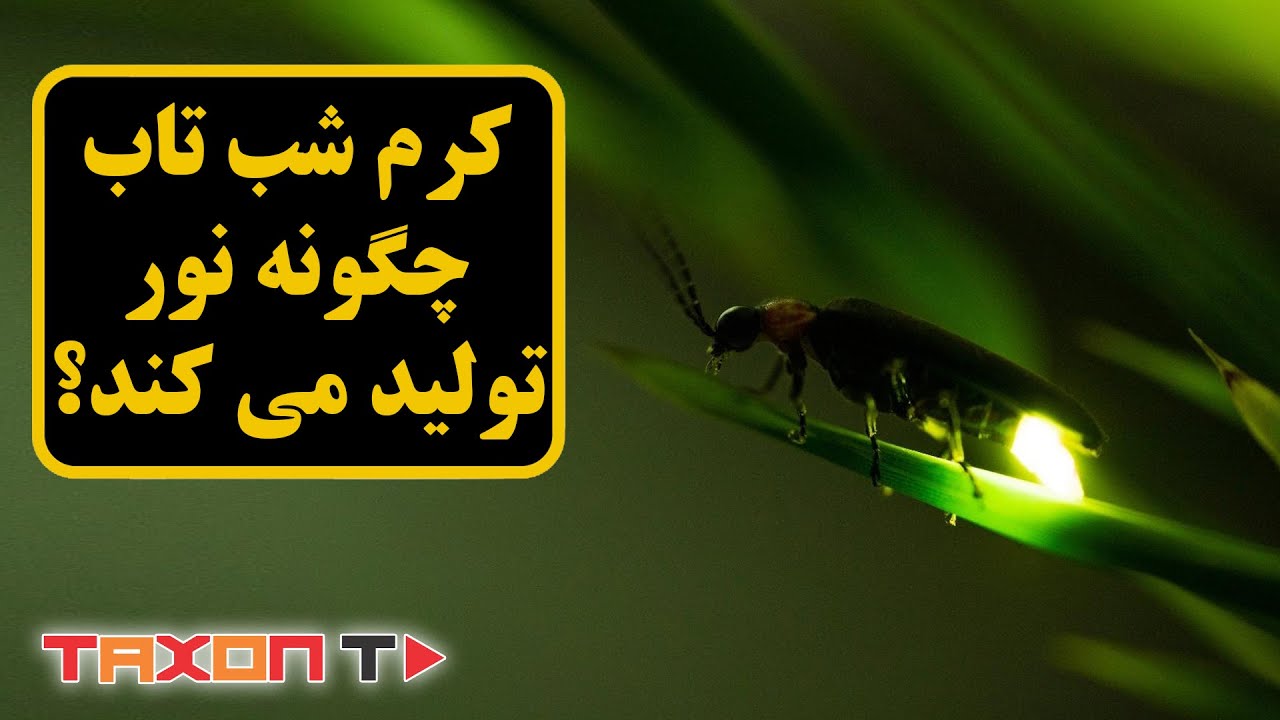 کرم شب تاب چگونه نور تولید می کند؟
