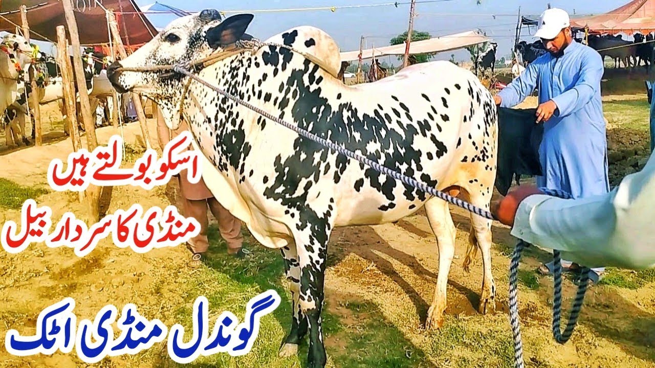 Gondal Mandi latest update 2023! Fatehjhangi and Cross Bulls Latest Rate on Gondal Mandi!#bulls#bull