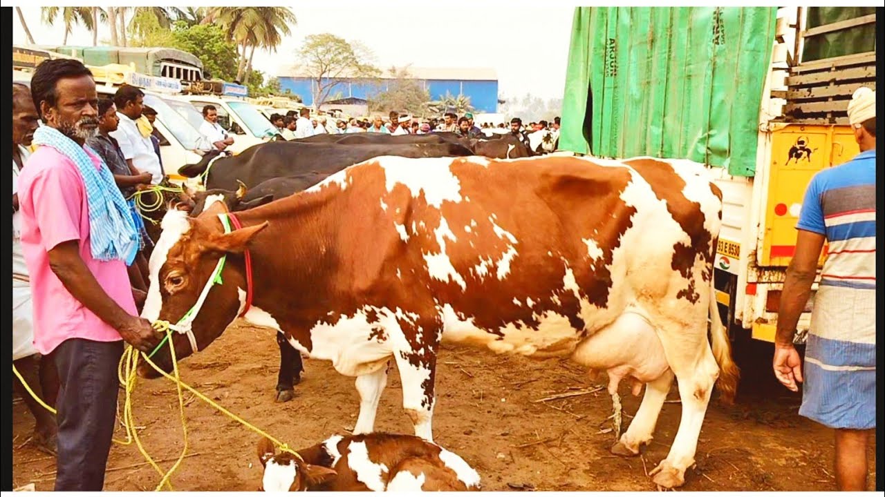 மாடுகளின் விலை மிக மிக குறைவு ஈரோடு கருங்கல் பாளையம்/Erode cow market in tamil.