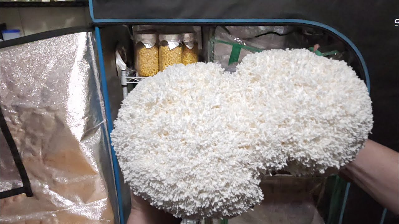 Hericium Update: Testing A New Tent with A Spore Hunt