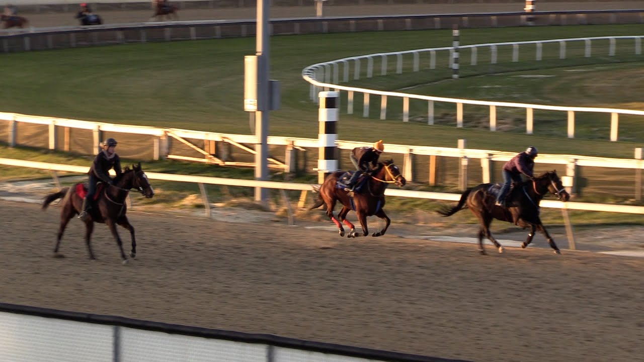 Behind the scenes: See how horse groomers prepare the animals for races at Hollywood casino