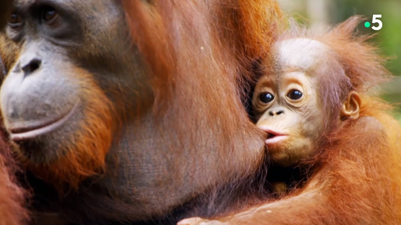 L'orang-outan, notre cousin si proche - ZAPPING SAUVAGE