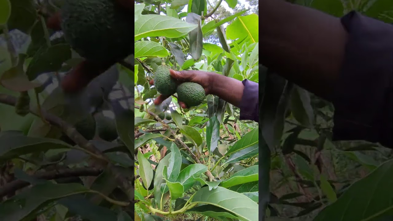 Hass Kenyan avocados #farm #harvest