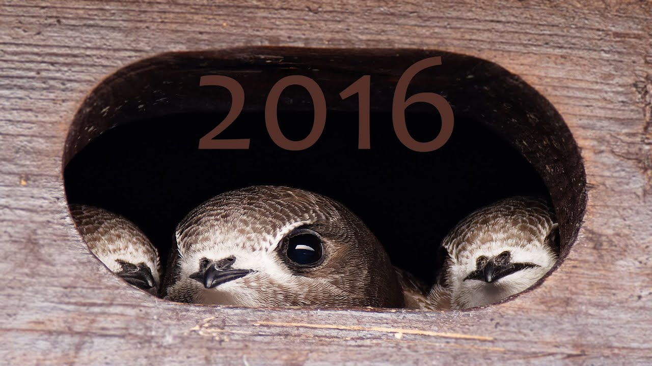 Rorýs obecný (Apus apus) - hnízdění v budkách, Common swift - nesting in nest boxes - 2016