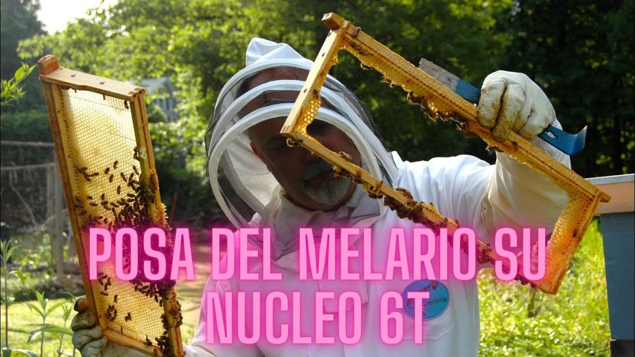 Mettiamo il melario al Nucleo 6T - Fine marzo 2022