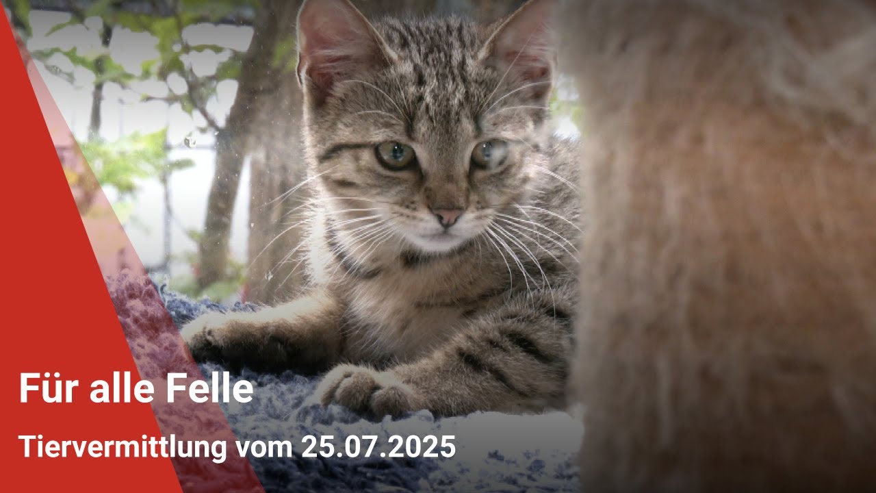 Tiervermittlung: Für alle Felle vom 25.07.2025