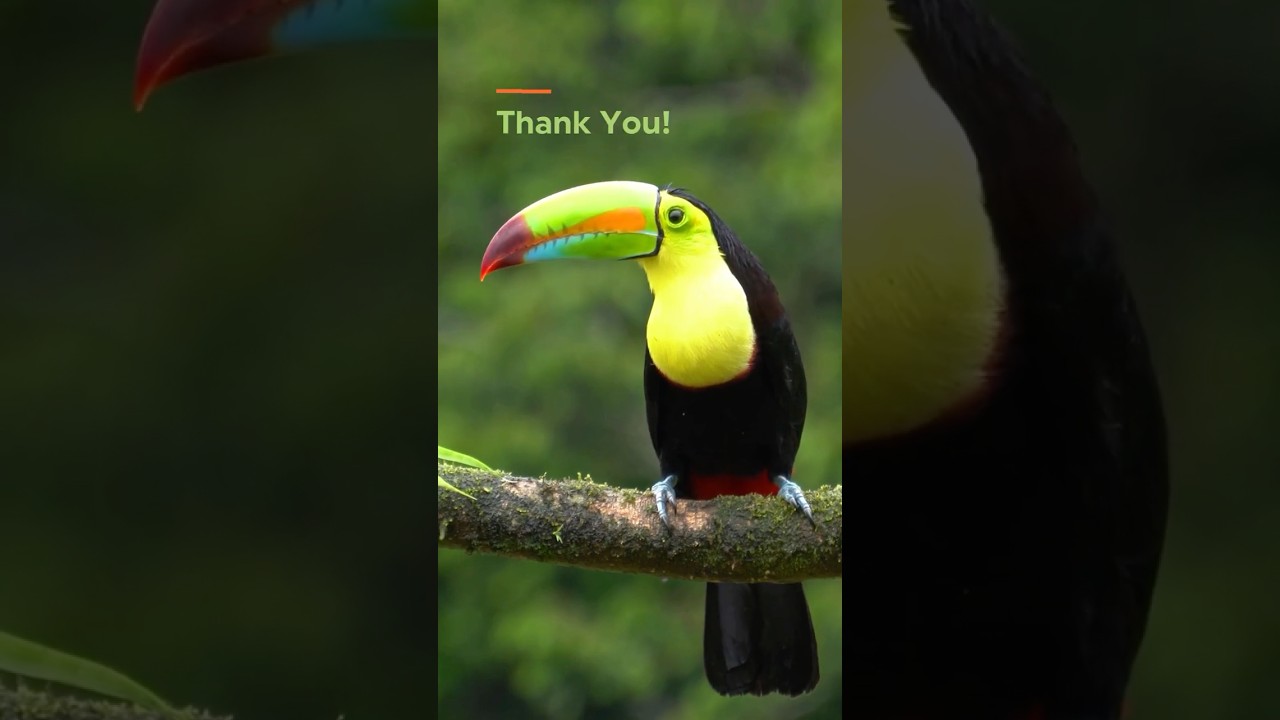 Rainforest Trust 2025 Recap 