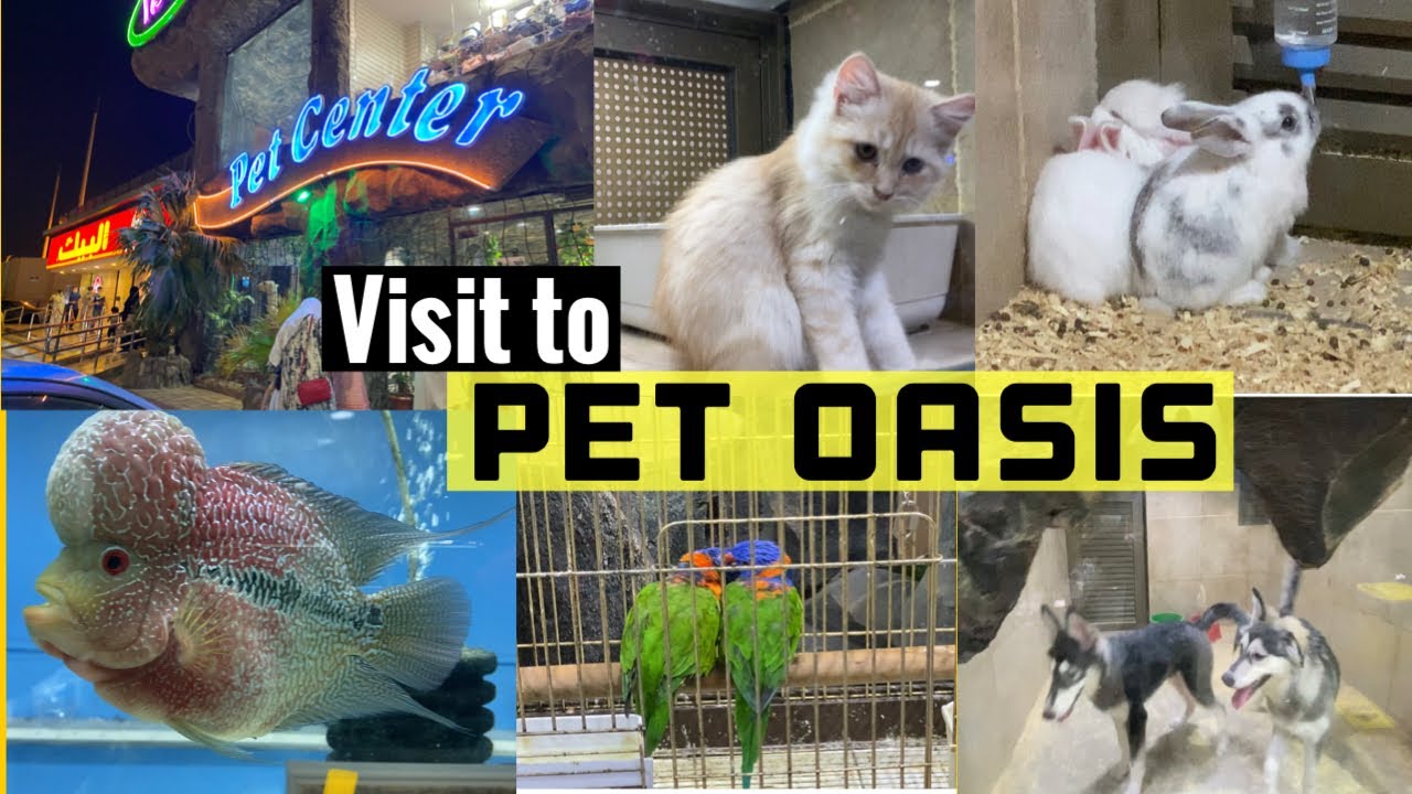 Visiting a Pet shop||Pet Oasis||Jeddah || #IndianVlogger