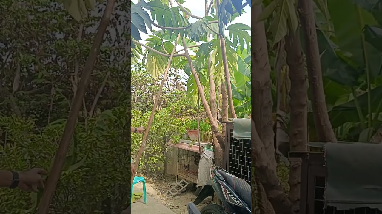 NAKAKITA SI DADDY FRANKIE NANG PANG HAPUNAN KASAMA SI KUYA JZ