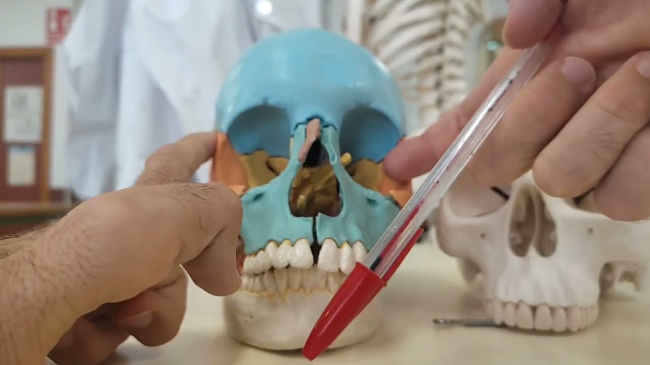 Esqueleto 1°Bachiller, clase de Anatomía Aplicada. Incluye simulacro de examen oral.