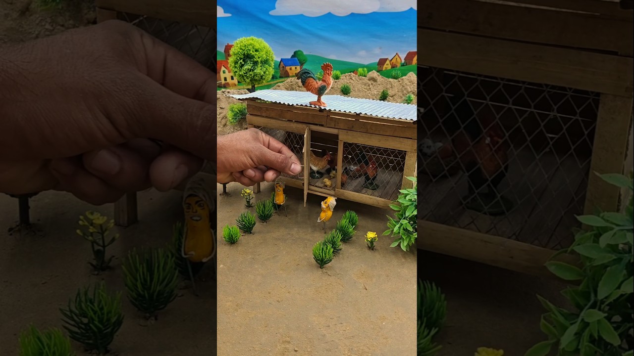 small poultry farm #hen  #chicken #cock #farm
