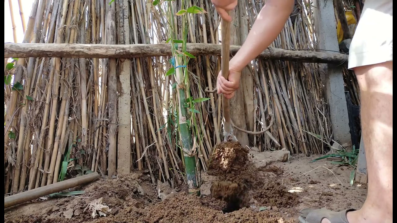 طريقة غرس شجرة القصب الرومي  (bombo) في المنزل