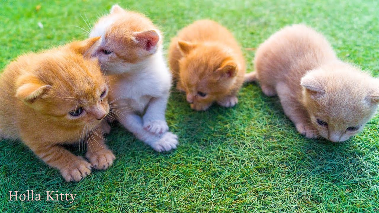 Warning: These Cats Will Make You LOL | Comedy by Holla Kitty