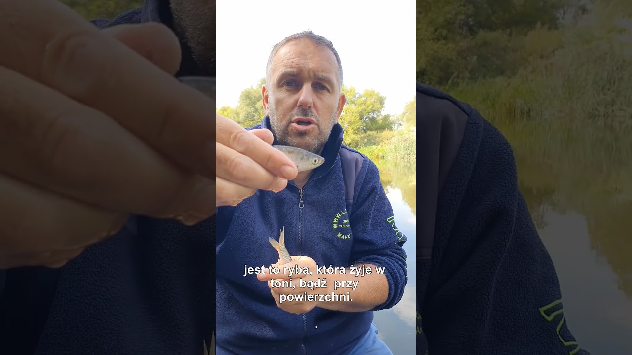 Czym się r&oacute;żnią ukleja i jelec