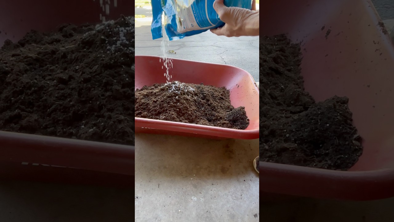 Save Money. Reuse last years potting mix. #vegetablegardening #gardening #garden