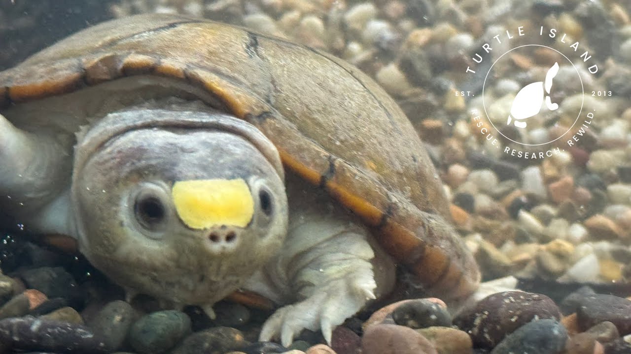 Turtle Island: 