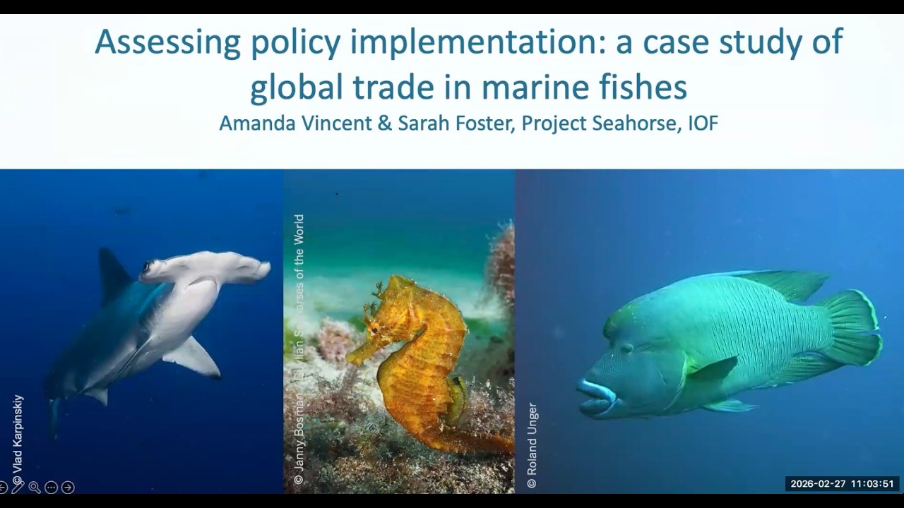 Assessing policy implementation: a case study of global trade in marine fishes