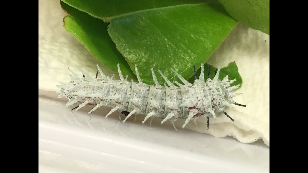 Atlas Moth Caterpillar Care