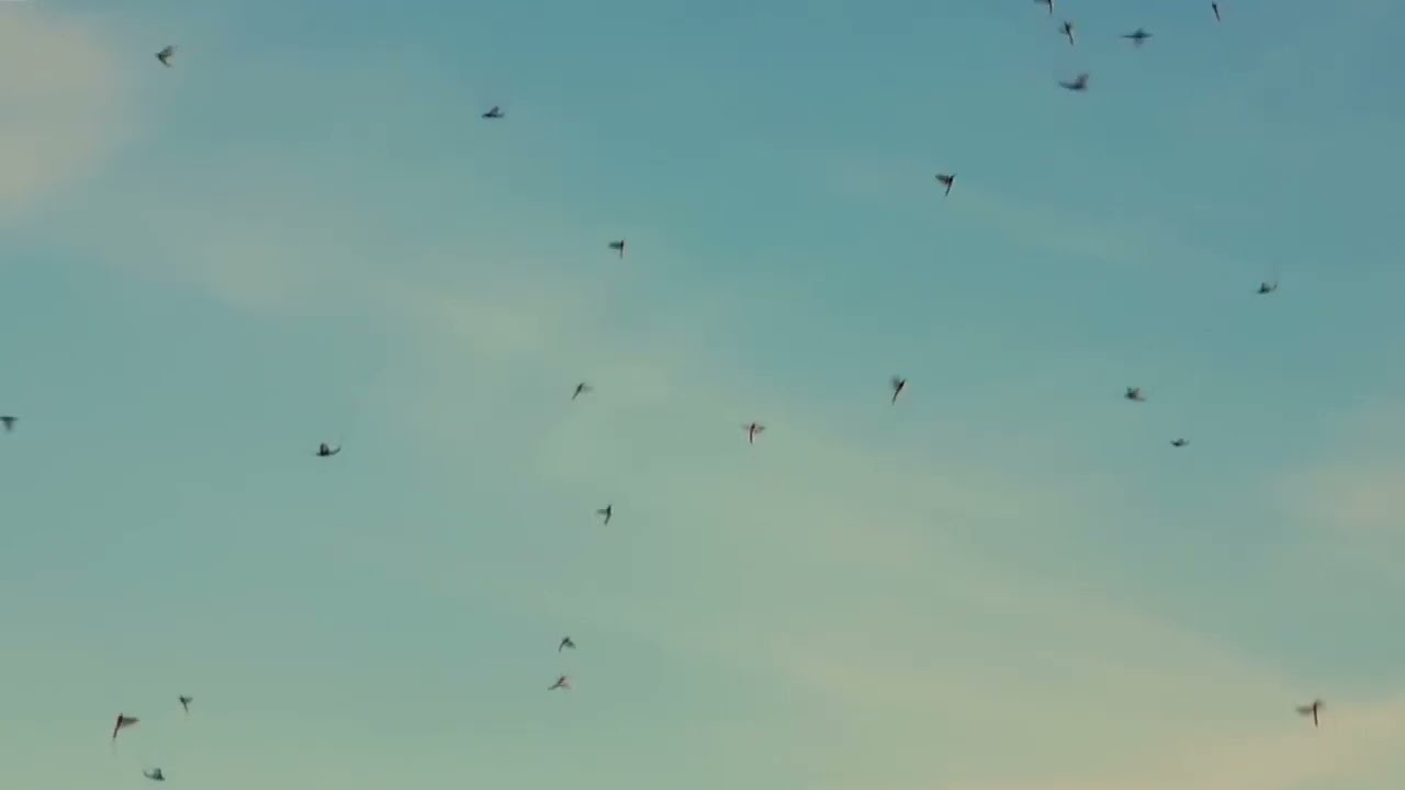 Mayfly   by Funkstar124