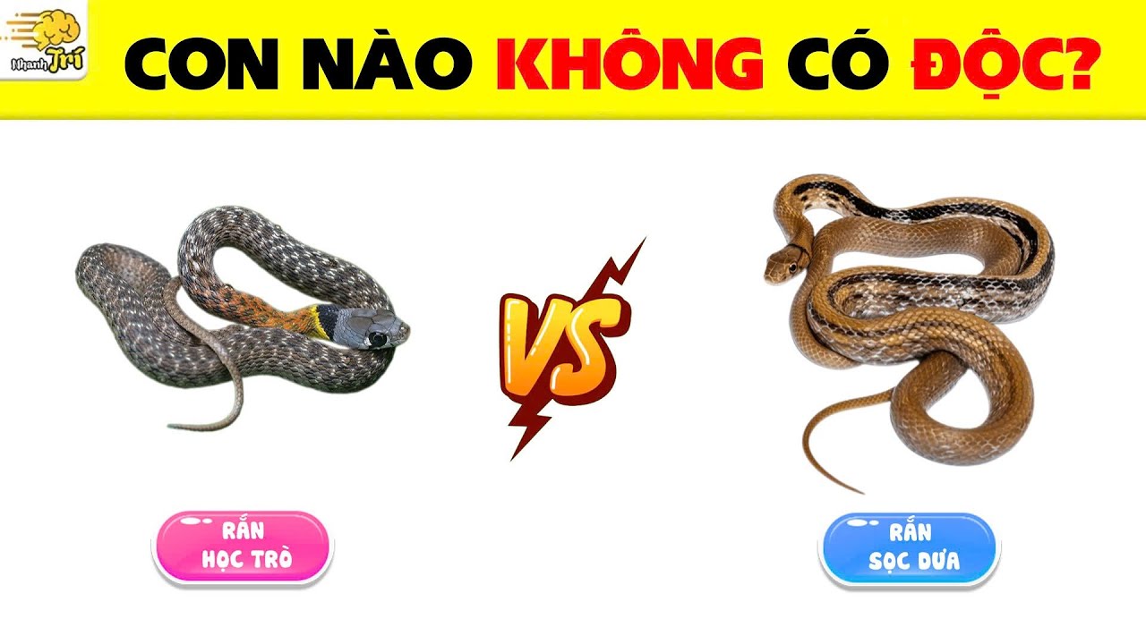 💧 TÔI Đã TỔNG HỢP 13 Những Bí Ẩn Thú Vị Nhất Mà Có Thể 5 Năm Qua Bạn Chưa Biết | Nhanh Trí