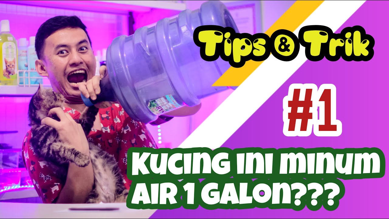 Tips agar Kucingmu minum air lebih banyak!