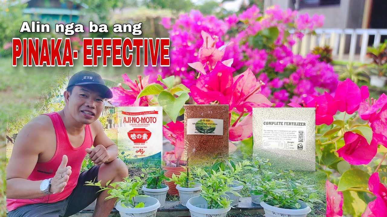 BOUGAINVILLEA FERTILIZER Experiment | MSG vs 14-14-14 vs 0-0-60 | Alin ang pinaka-effective!