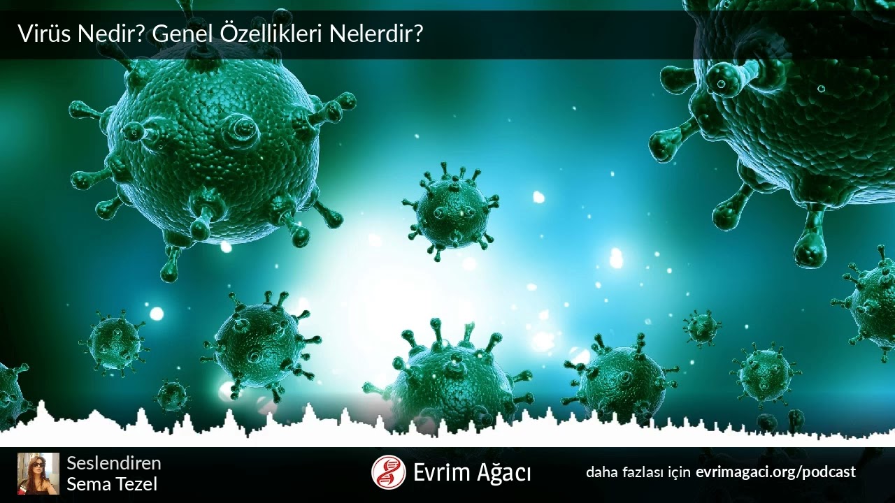 Virüs Nedir? Genel Özellikleri Nelerdir?