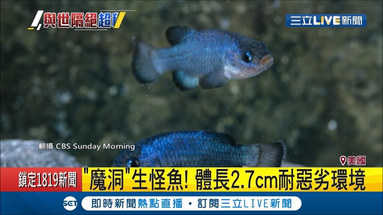 全球最與世隔絕的魚只有2.7公分　魔鱂魚穴居5萬年不敵人類僅剩37條│記者林芳穎│【國際大現場】20190622│三立新聞台