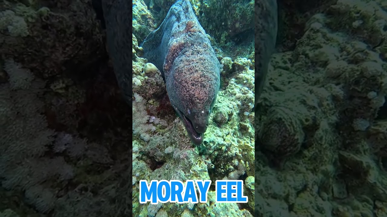 Top predators in the coral reef🪸#coral #coralreef #animals #facts #viralshort #fypage #shortsfeed
