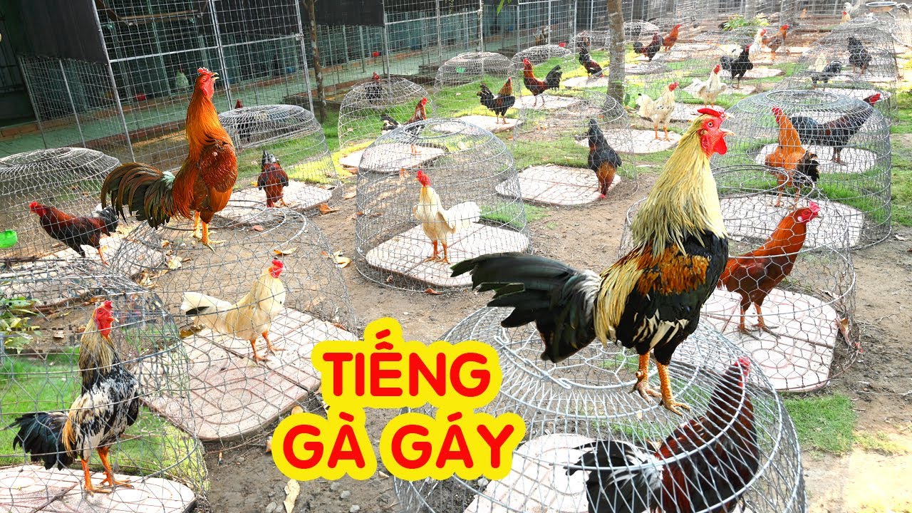 Những con gà gáy đón bình minh/ Tung Vlog